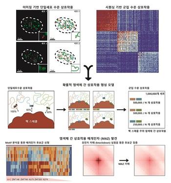 [사이언스] がんや老化などに影響を与えるゲノムの立体構造の新原理の発見 : 特許ニュース