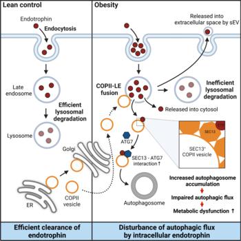 New Study Reveals Link Between Endotropin and Obesity-Related Metabolic Diseases