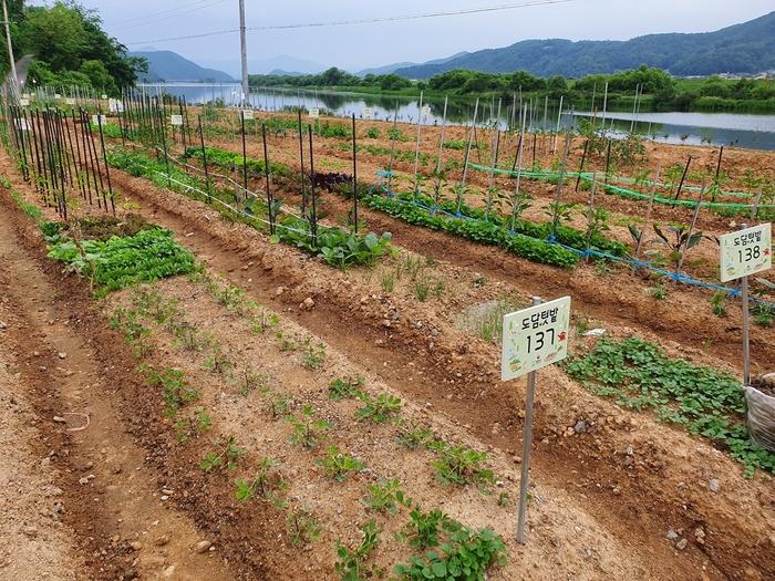 [광주시] 광주시, 공영도시농업농장 도담텃밭 개장  [광주시] 광주시, 공영도시농업농장 도담텃밭 개장