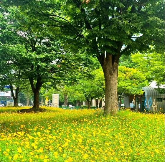 [고양시] 일산호수공원 ‘2023 고양가을꽃축제’ 손님맞이 준비 박차  [고양시] 일산호수공원 ‘2023 고양가을꽃축제’ 손님맞이 준비 박차