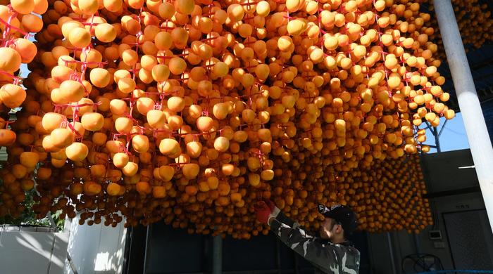 Yeongdong-gun, the hometown of persimmons, begins producing dried persimmons, a well-being and healthy food.